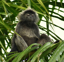 Sleepy monkey sitting in a tree