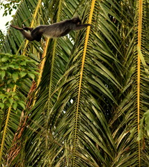 Monkey mid-air jumping from one tree to another