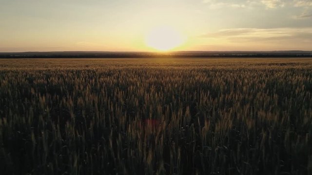 Wheat field in the evening sunset, agriculture concept. Healthy food, organic food