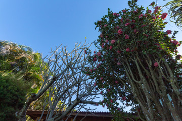 Fototapeta premium Flor 