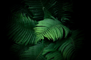 Tropical photo which shows a fern