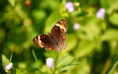 Colorful butterfly flying in a garden