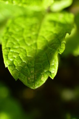 green leaf with drops of water
