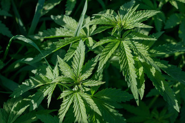 Fototapeta na wymiar Young wild cannabis plants, illuminated by sunlight.