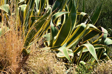 young plants in the garden