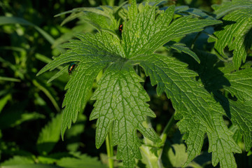 Young wild marijuana plants, illuminated by sunlight.