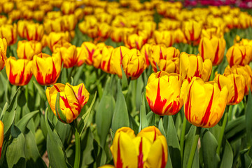 Obraz premium field of yellow tulips