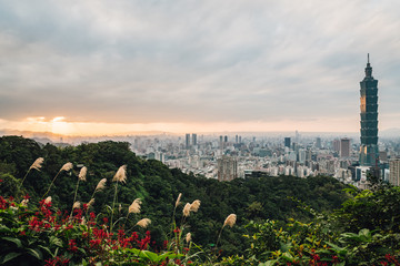 Aerial panorama over Downtown Taipei with Taipei 101 Skyscraper with trees on the mountain and grass flowers in foreground in the dusk from Xiangshan Elephant Mountain in the evening.