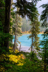 View across trees to amazing blue Joffre Lake