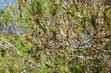 plant in garden