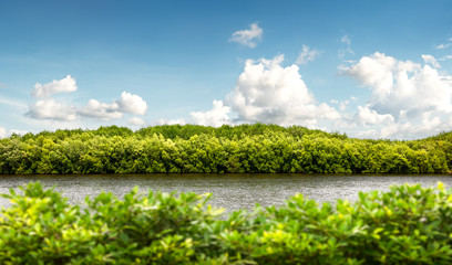 Mangrove forest at coast on blue sky background