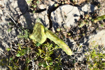 Naklejka premium plant in garden