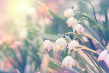 Beautiful spring wild Snowflake flowers Leucojum vernum in the forest, in sun light, macro. Soft focus nature background. Delicate pastel toned image. Nature floral springtime. Copy space
