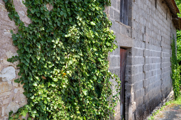 Lierre sur grange à la campagne