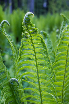 Beaulyful fern leaf close-up outdoors