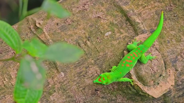 gr&uuml;ner Gecko auf Baumstamm, Madagaskar Taggecko, Eidechse