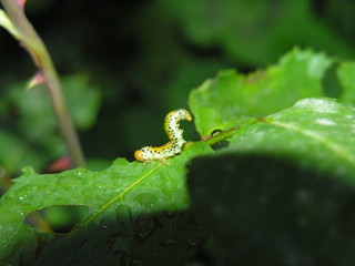 Caterpillar on leaf