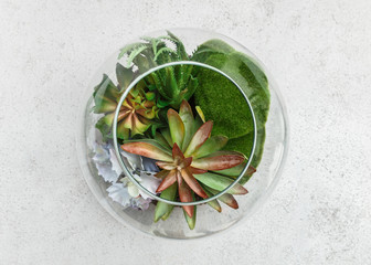Home mini garden concept, top view, copy space