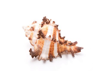 Obraz na płótnie Canvas Sea shell isolated on white background