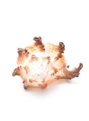 Sea shell isolated on white background