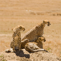 Cheetah family