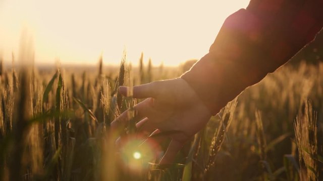 Female farmer touching his crop by hand in a green wheat field. The concept of organic farming. Cultivation of agricultural plants