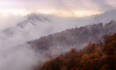 Misty autumn forest