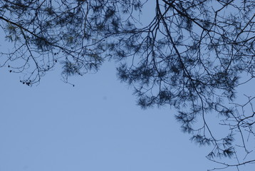 Fototapeta na wymiar Abstrakcyjne tło - gałęzie sosny na tle nieba