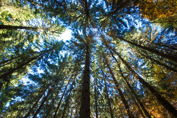 Obraz premium Autumn forest on sunny day . autumn leaf