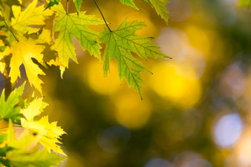 Autumn forest on sunny day . autumn leaf