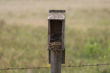 A horizontal photo of a bird house in the pasture.