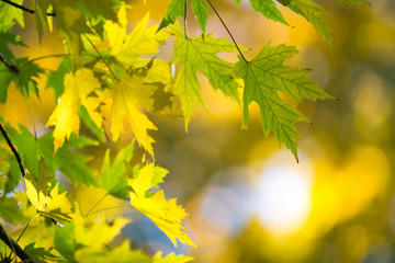 Autumn forest on sunny day . autumn leaf