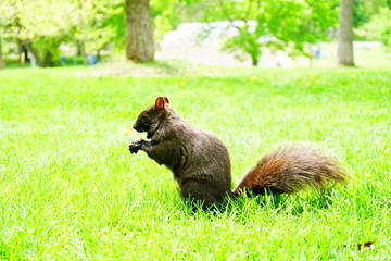  Squirrel in the park