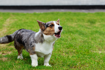 Dog breed Welsh Corgi Cardigan