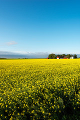 Fototapeta premium Canola field under blue sky