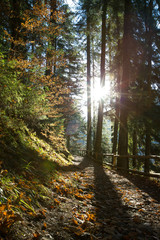 Autumn forest on sunny day . autumn leaf