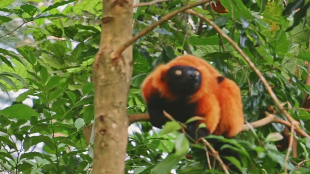 Roter Vari Lemur klettert und isst in den gr&uuml;nen B&auml;umen Masoala Madagaskar
