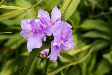 Obraz premium Delicate purple flowers bells on green background. Summer floral background, macro.