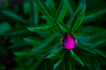 beautiful pink peony bud on a dark background