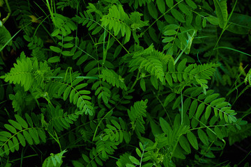 natural dark green leaves for background