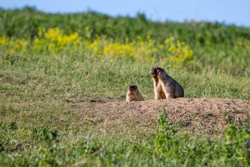 The marmot family looks out of the hole. Sunny summer day. Cute steppe animals. Field with herbs, blue sky.