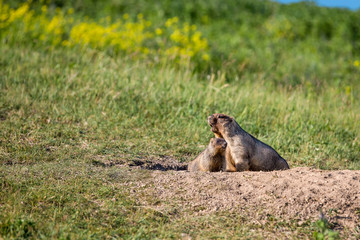 The marmot family looks out of the hole. Sunny summer day. Cute steppe animals. Field with herbs, blue sky.
