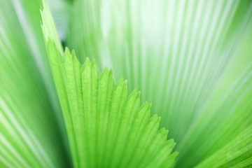 Close up of nature view plam green leaf. using as background natural plants landscape, ecology wallpaper concept.