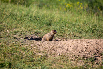 Naklejka na ściany i meble A curious marmot cub looks out of the hole. Sunny summer day. Field with herbs.