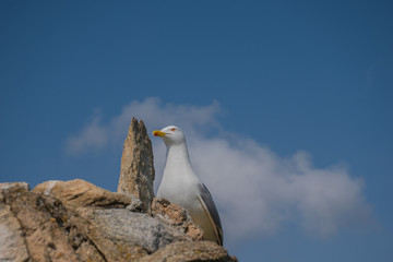 Seagull perched on a rock