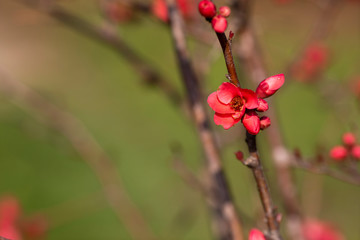 Obraz na płótnie Canvas Red Flower