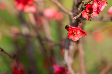 Red Flower