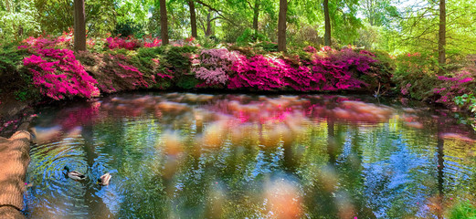 Panoramic view of a beautiful floral decorative garden in Isabella plantation of London in spring...