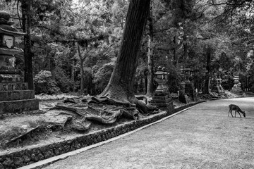 Daim sur un chemin vers le grand temple de Nara