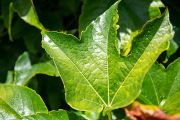 Feuille de vigne après la pluie